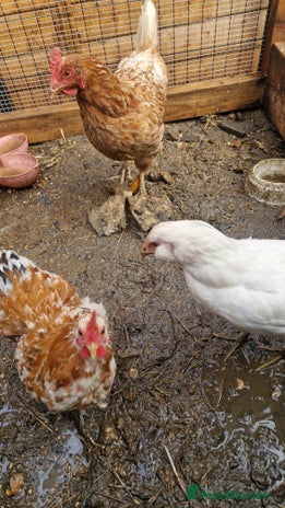 Chickens poultry - Advert 9