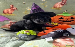 Cockapoo dogs for sale: PRA clear F1b Cockapoo puppies  - Image 31