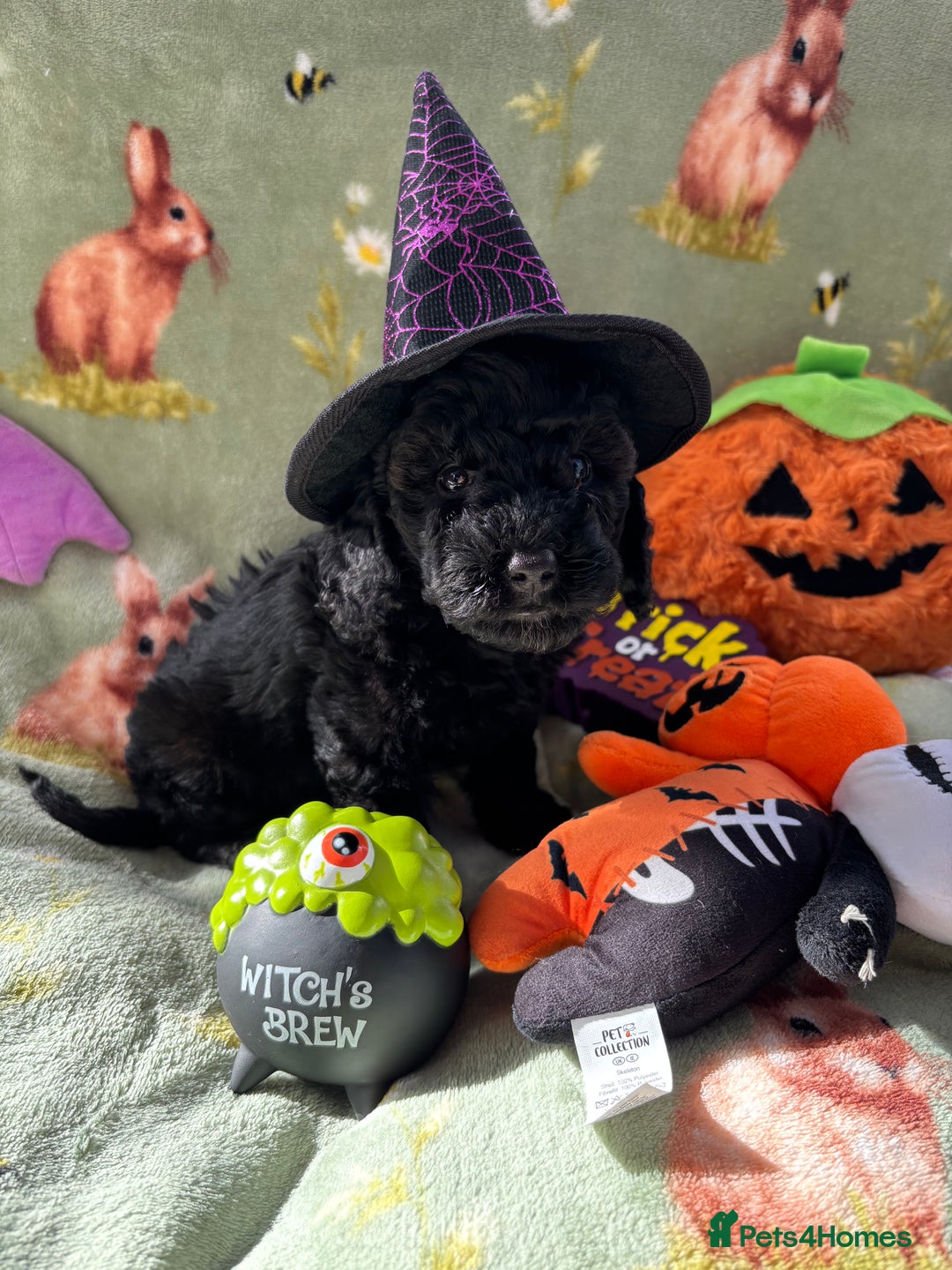 Cockapoo dogs for sale: PRA clear F1b Cockapoo puppies  - Image 31