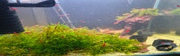 Shrimps fish for sale: Red Cherry Shrimp Good Quality Grade - Freshwater  - Advert 2