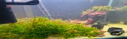 Shrimps fish for sale: X10 Red Cherry Shrimp Good Quality Grade - Advert 2