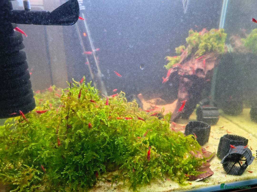 Shrimps fish for sale: X10 Red Cherry Shrimp Good Quality Grade - Advert 2