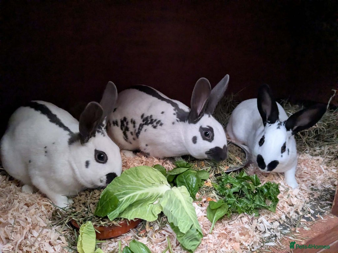English rabbits for sale: Fully vaccinated pure English rabbits - ready now! - Advert 11