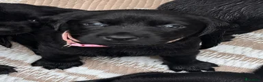 Puppy 8 - Labrador Retriever - Female 