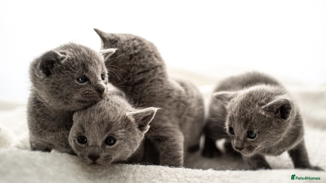 Russian Blue cats for sale: *One Beautiful Russian Blue Male Kitten Left!* - Advert 5