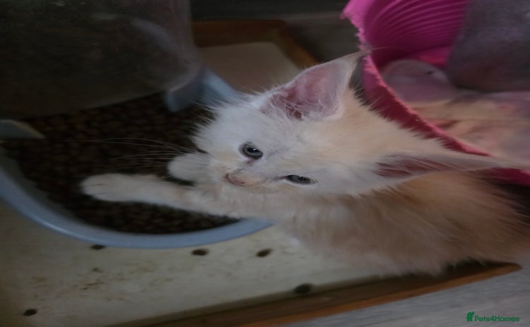 Maine Coon cats - Advert 4