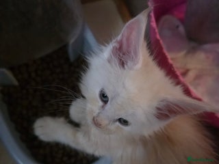 Maine Coon cats - Advert 6