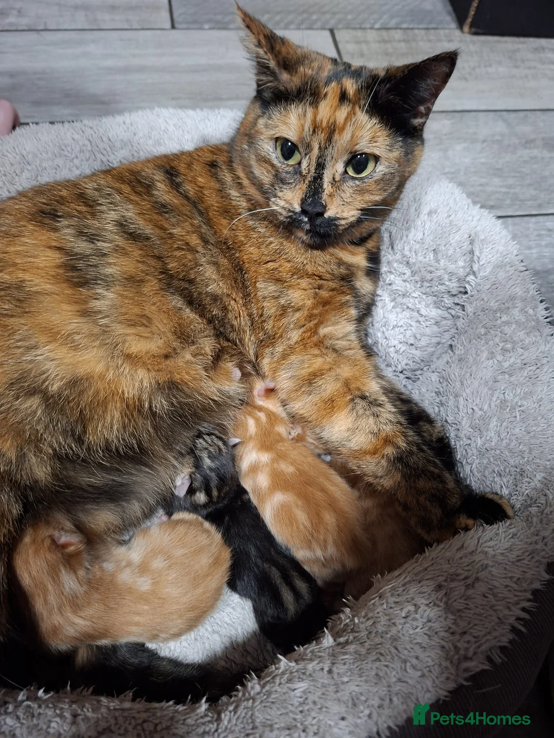 Mixed Breed cats for sale: Kitten ready for new home in Hereford - Advert 1