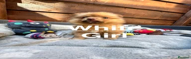 Pomeranian 7 * White Girl *