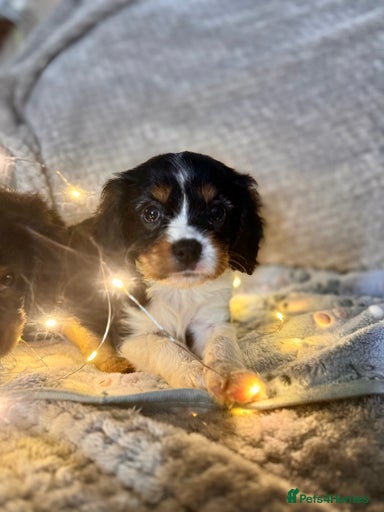 Gallery Image {{count}}