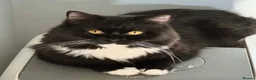 British Longhair cats for sale: Stunning British long hair  in Matlock - Advert 3