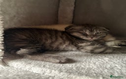 Scottish Fold cats for sale: Scottish fold kittens ready to find new homes - Image 33