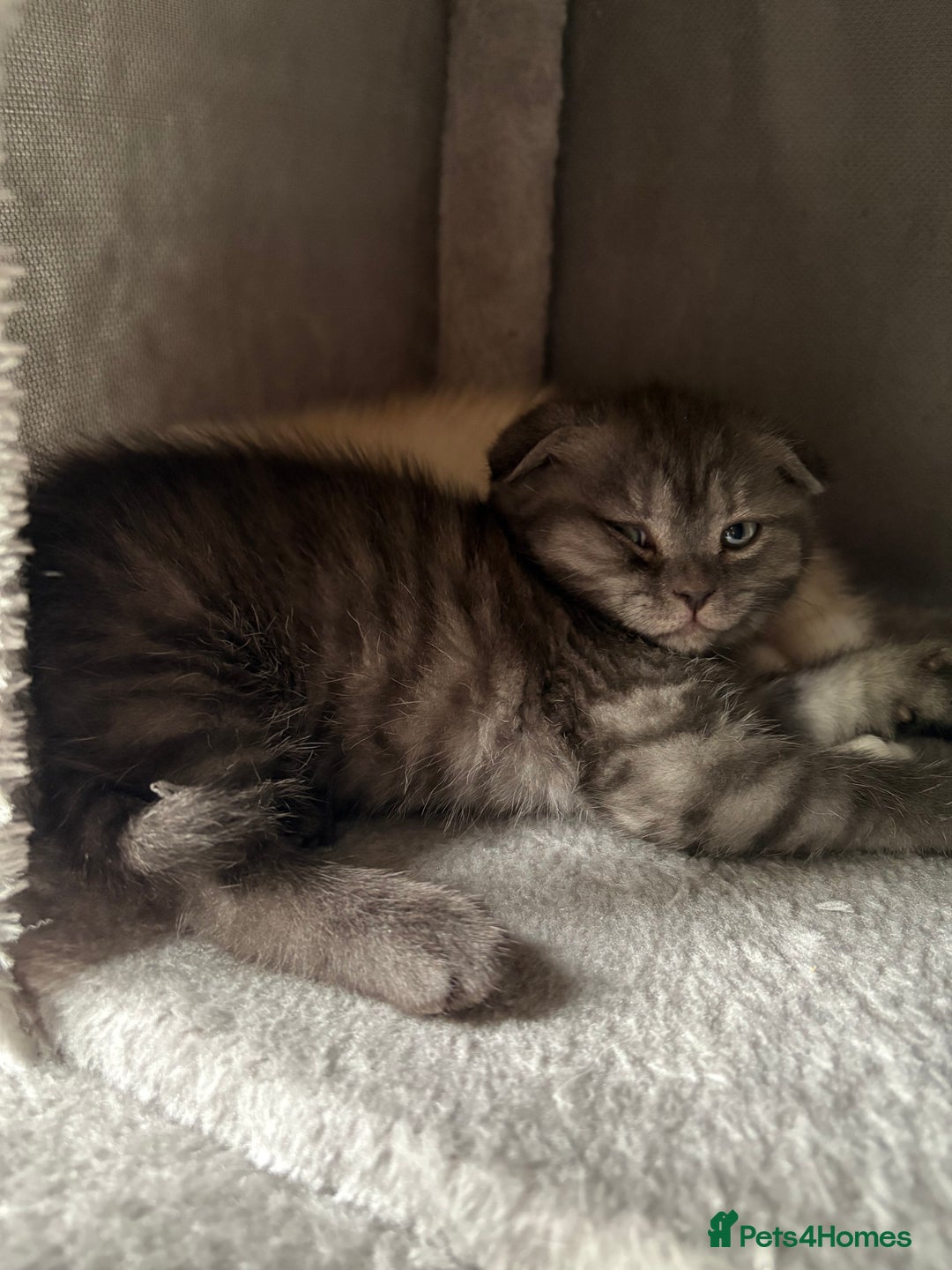 Scottish Fold cats for sale: Scottish fold kittens ready to find new homes - Image 33