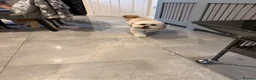 Lhasa Apso dogs for stud: STUD ONLY  - Advert 6