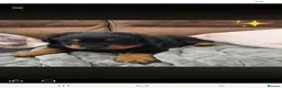 Rottweiler dogs for sale: Long haired Rottweilers  - Advert 24