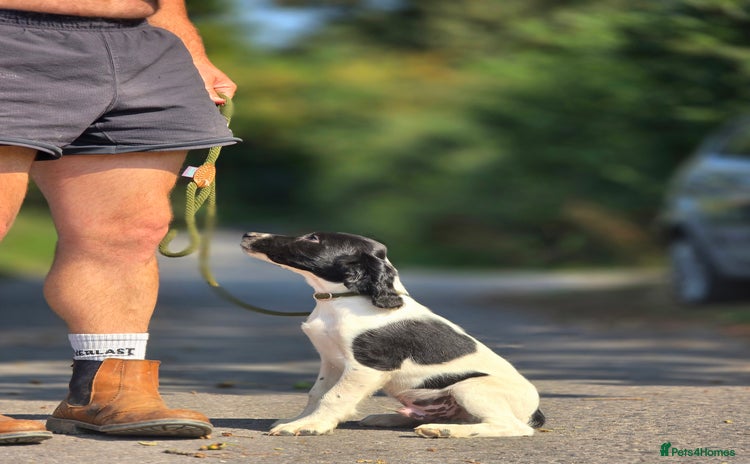 English Springer Spaniel dogs - Advert 16