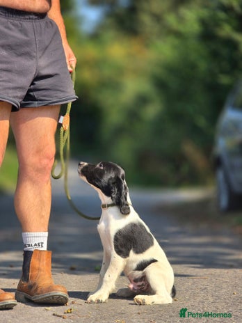 English Springer Spaniel dogs - Advert 10