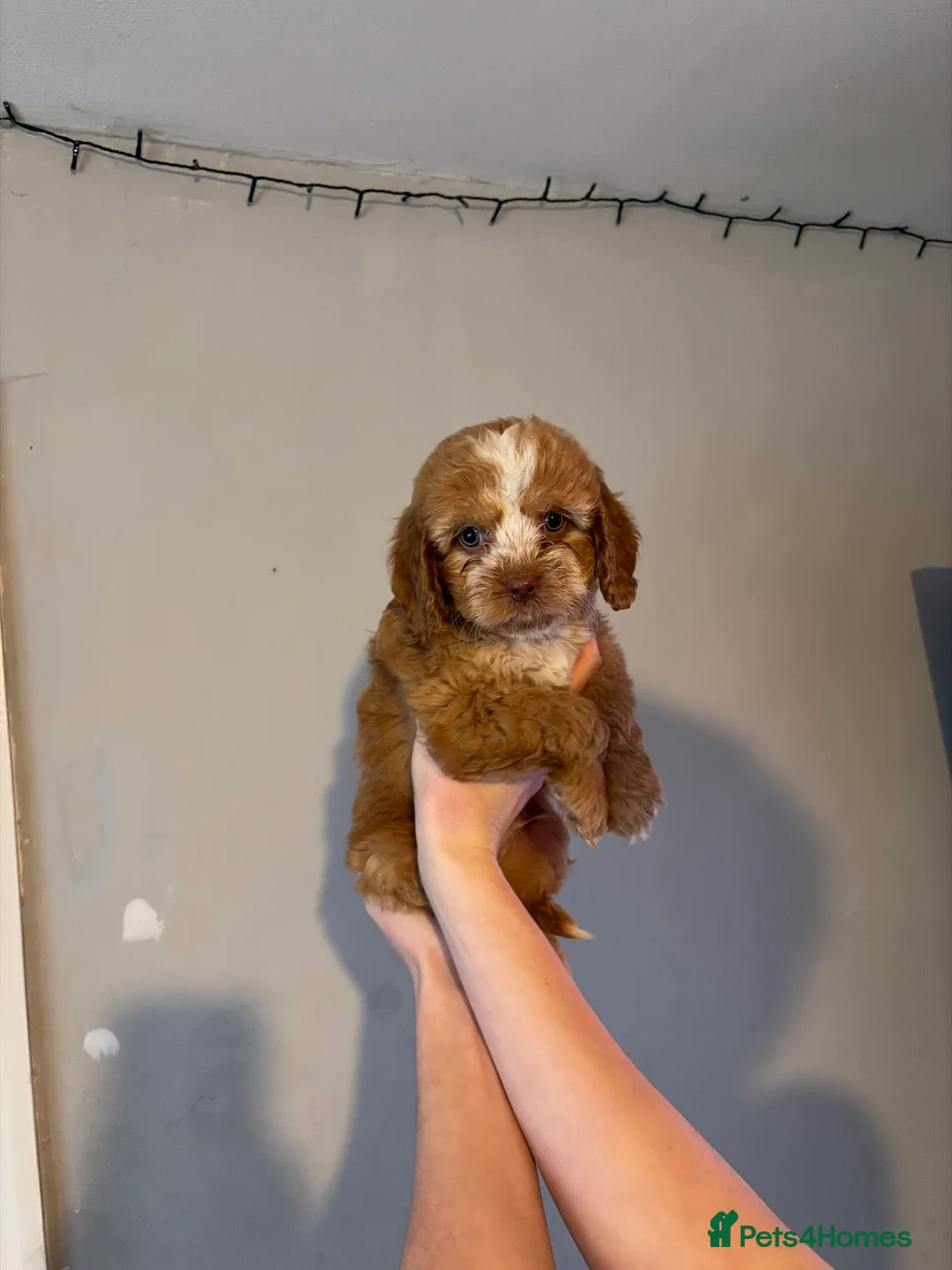 Cockapoo dogs for sale: Cockapoo pups  - Advert 11