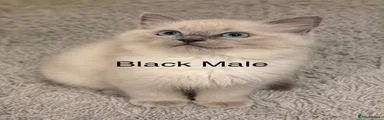Male Ragdoll 