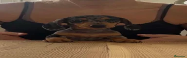 Miniature Dachshund 2