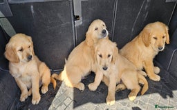 Golden Retriever dogs for stud: Gorgeous KC registered Golden Retriever stud dog  in Chesterfield - Image 9