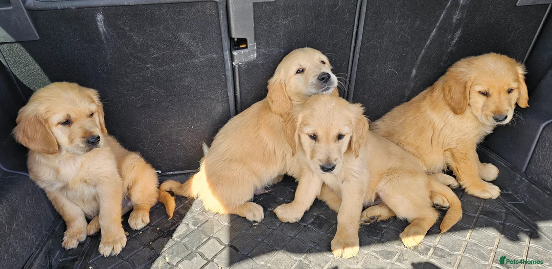 Golden Retriever dogs for stud: Gorgeous KC registered Golden Retriever stud dog  in Chesterfield - Advert 6