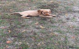 Cocker Spaniel dogs for sale: Cocker spaniel puppies  - Image 4