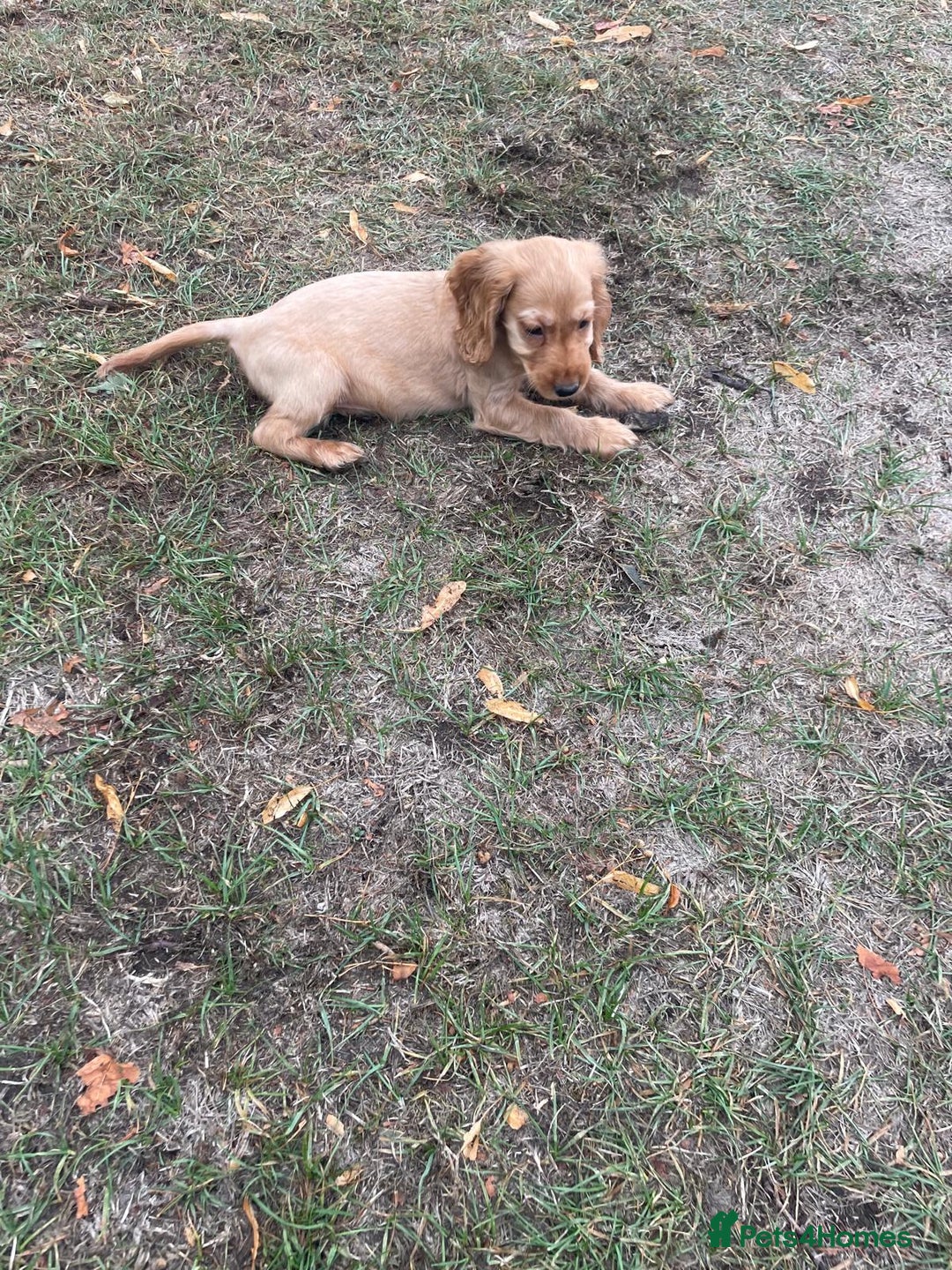 Cocker Spaniel dogs for sale: Cocker spaniel puppies  - Image 4