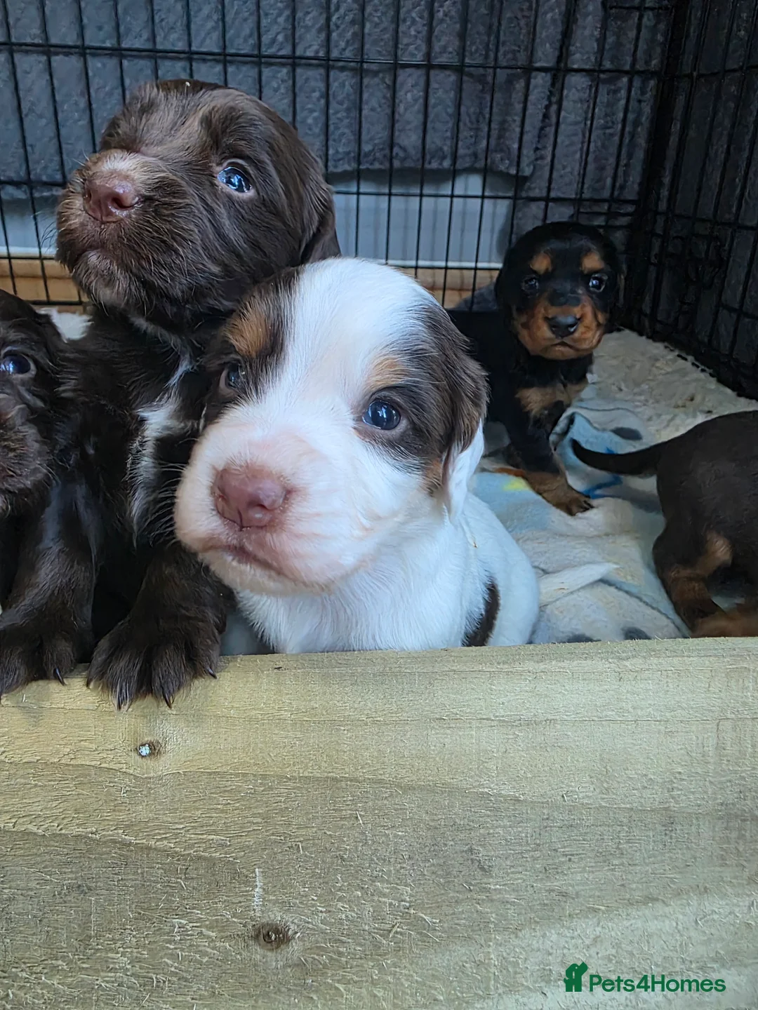 Cocker Spaniel dogs for sale: Beautiful cocker spaniels puppies - Advert 1