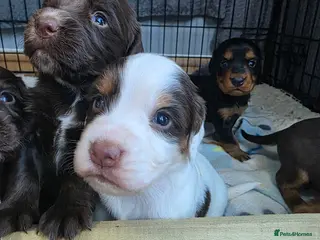 Cocker Spaniel dogs Beautiful cocker spaniels puppies - Advert 4