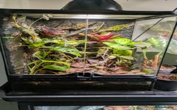 Frog reptiles for sale: 2 dendrobates tinctorius dart frogs for sale  - Image 3