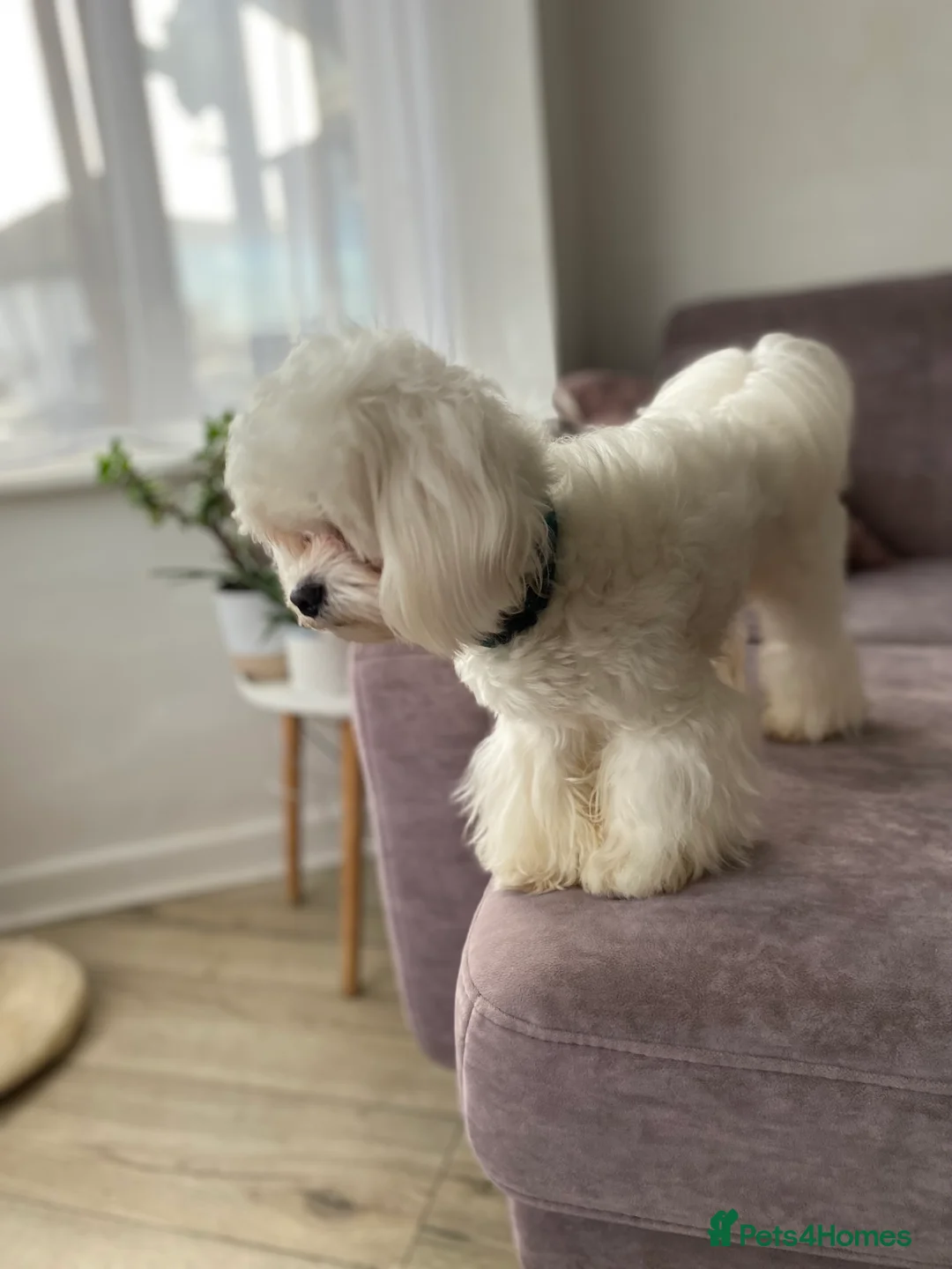 Maltese dogs for stud: Stud dog Available-Miniature Maltese £200 in Mitcham - Advert 4