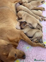 Labrador Retriever dogs - Advert 4