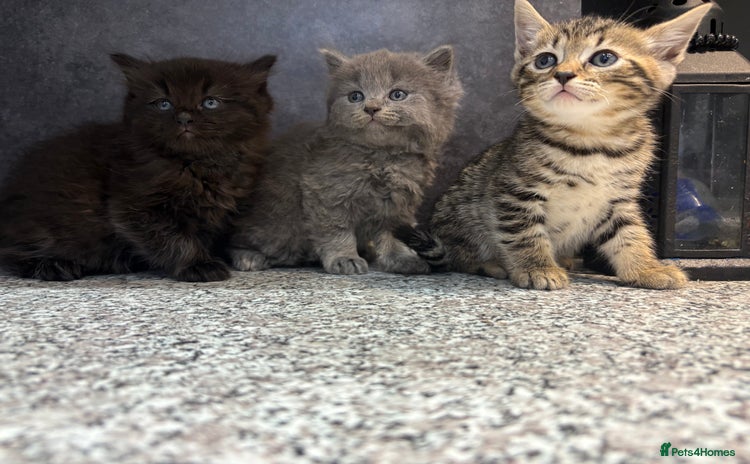 Mixed Breed cats - Advert 1
