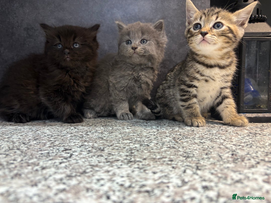 Mixed Breed cats for sale: Ragdoll cross British long hair kittens  - Image 1