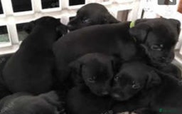 Patterdale Terrier dogs for sale: Patterdale puppies, good strong pups, home bred. - Image 16