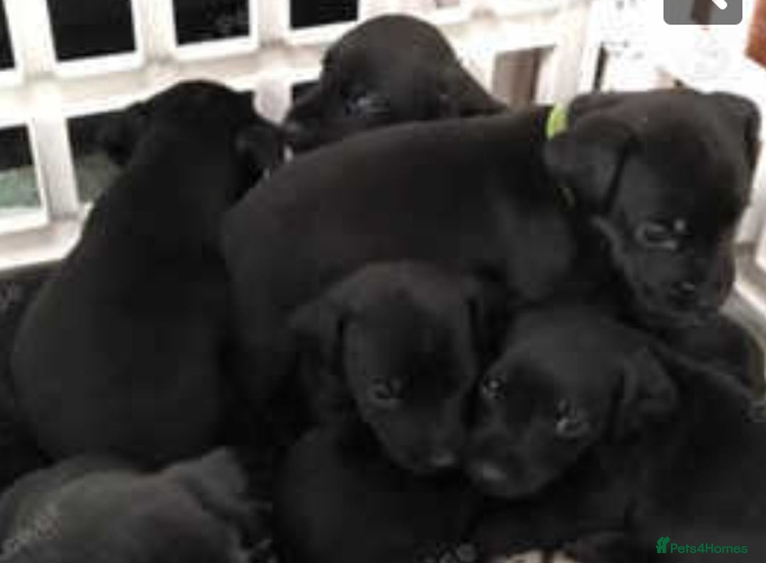 Patterdale Terrier dogs for sale: Patterdale puppies, good strong pups, home bred. - Image 16