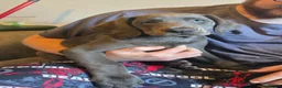 Mixed Breed dogs for sale: F2b labmaraner  - Advert 5