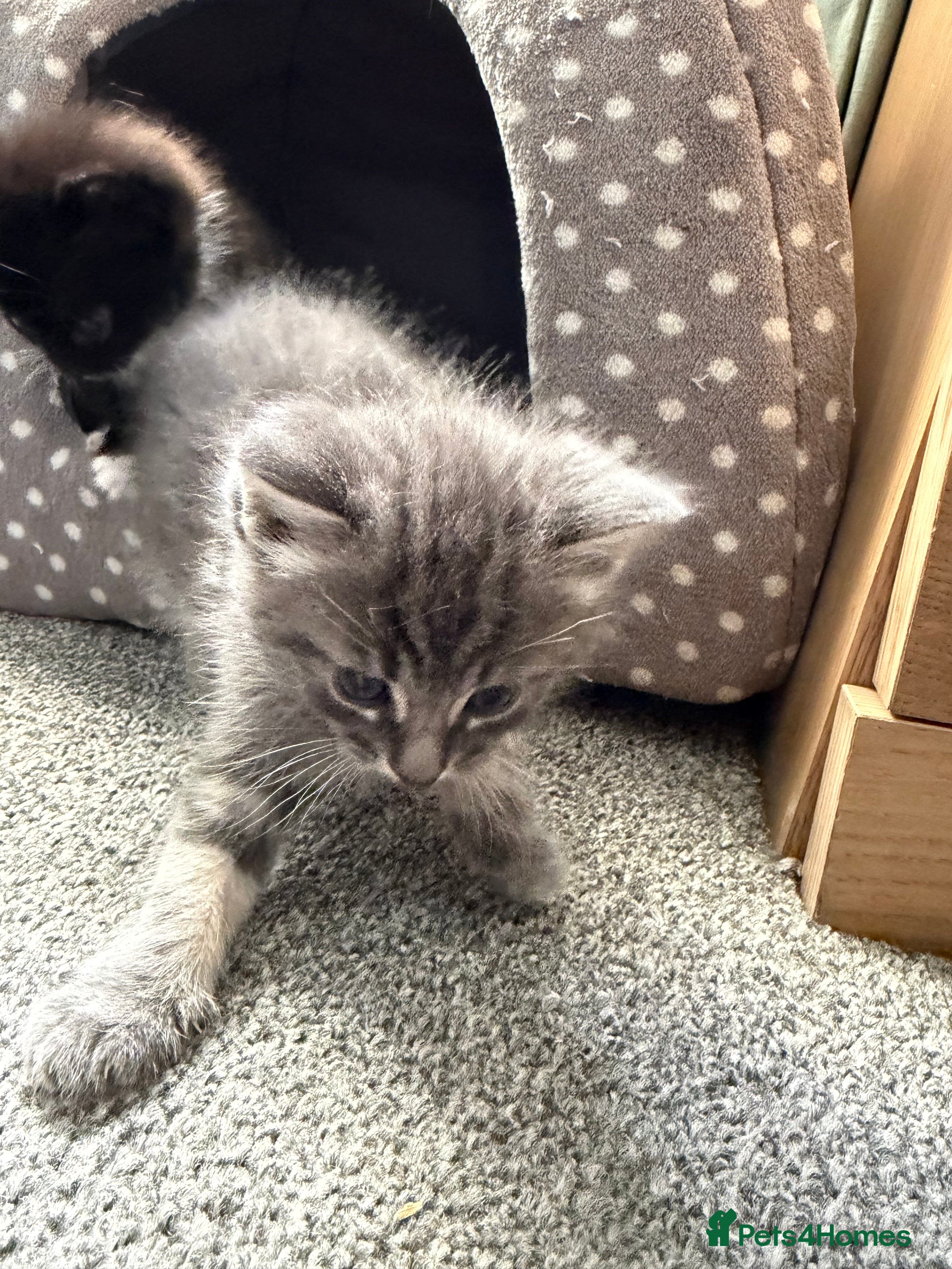 British Shorthair cats 2 beautiful kittens - Advert 6