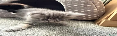British Shorthair Kitten 1