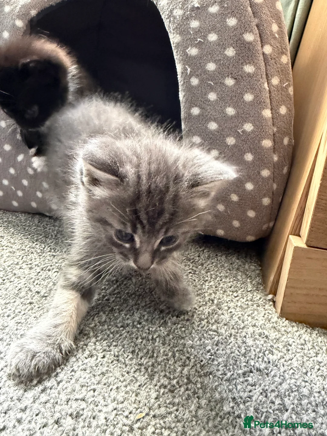 British Shorthair cats for sale: 2 beautiful kittens - Advert 1