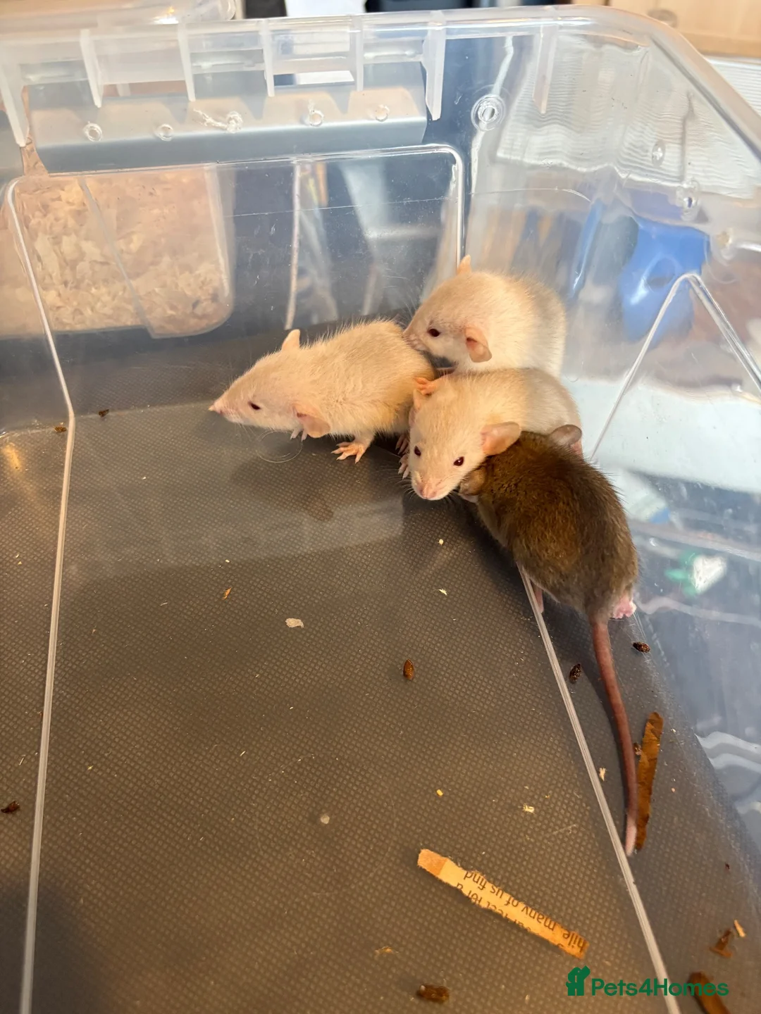 Rat rodents for sale: Mixed sex dwarf Dumbo Rats - Advert 33