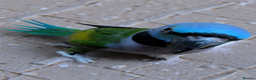 Parakeets birds for sale: Chinese Parakeet Derbyan Parakeet friendly - Advert 8