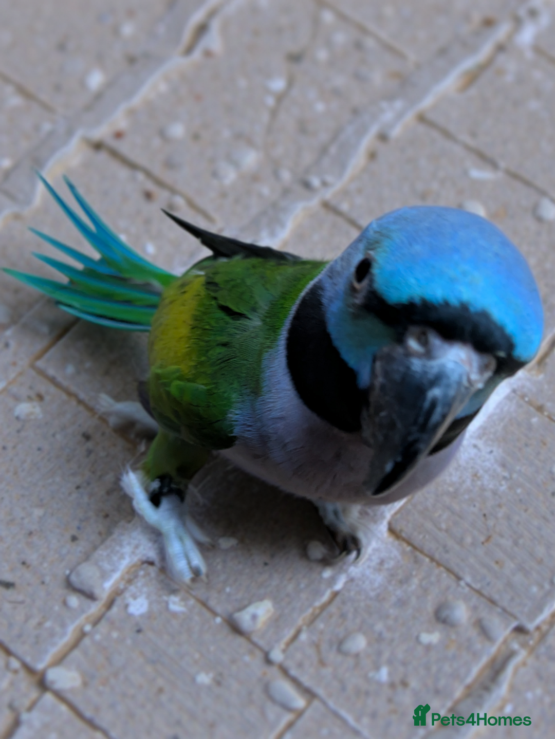 Parakeets birds for sale: Chinese Parakeet Derbyan Parakeet friendly - Advert 8