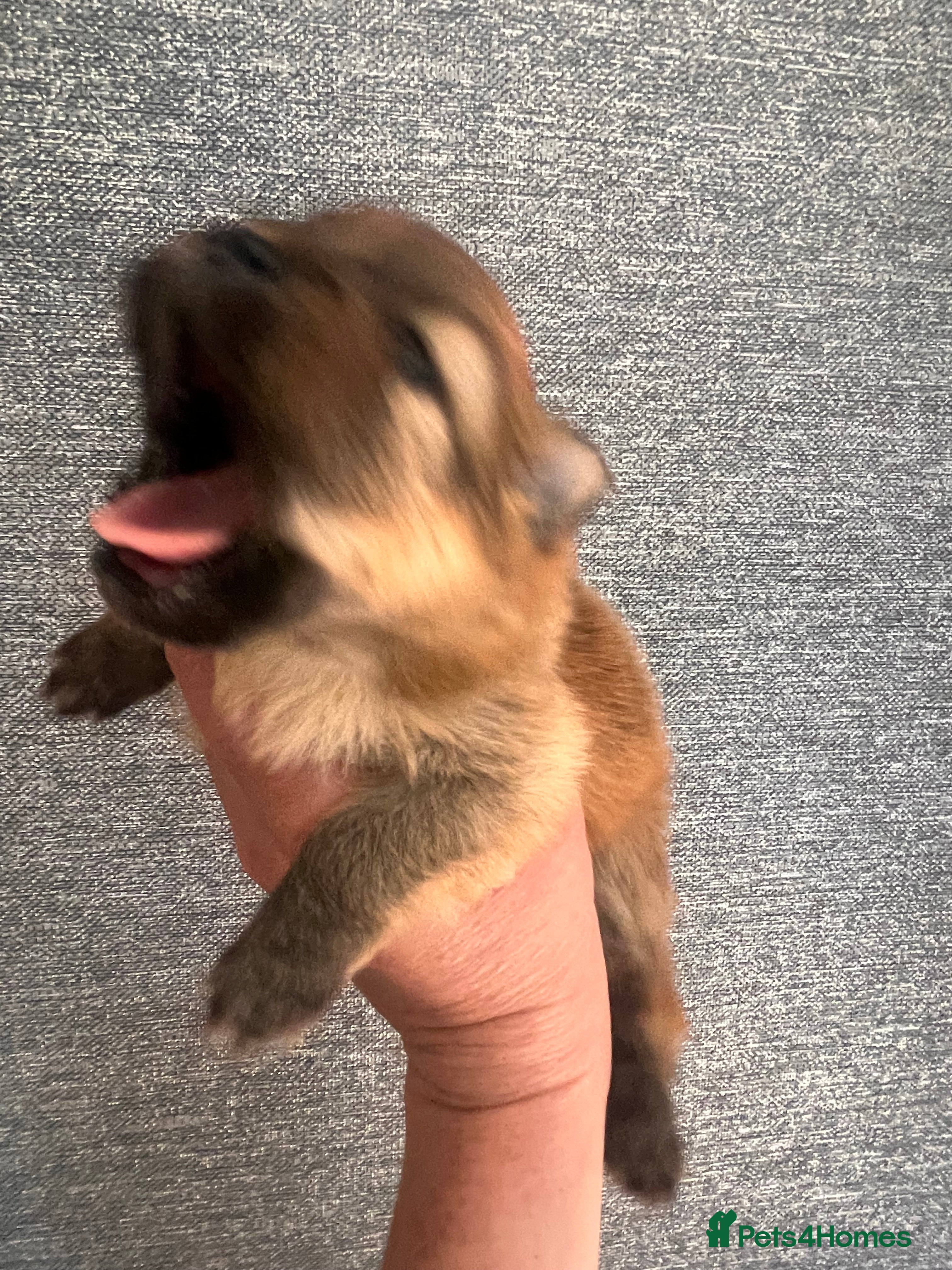 Pomeranian dogs for sale: Pomeranian Puppies  - Advert 7