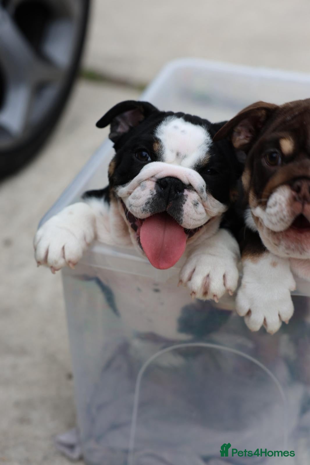 English Bulldog dogs English Bulldog  - Advert 10