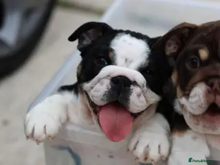 English Bulldog dogs English Bulldog - Advert 10