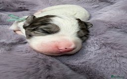 Bernedoodle dogs for sale: Miniature Bernedoodle Puppies - Image 36