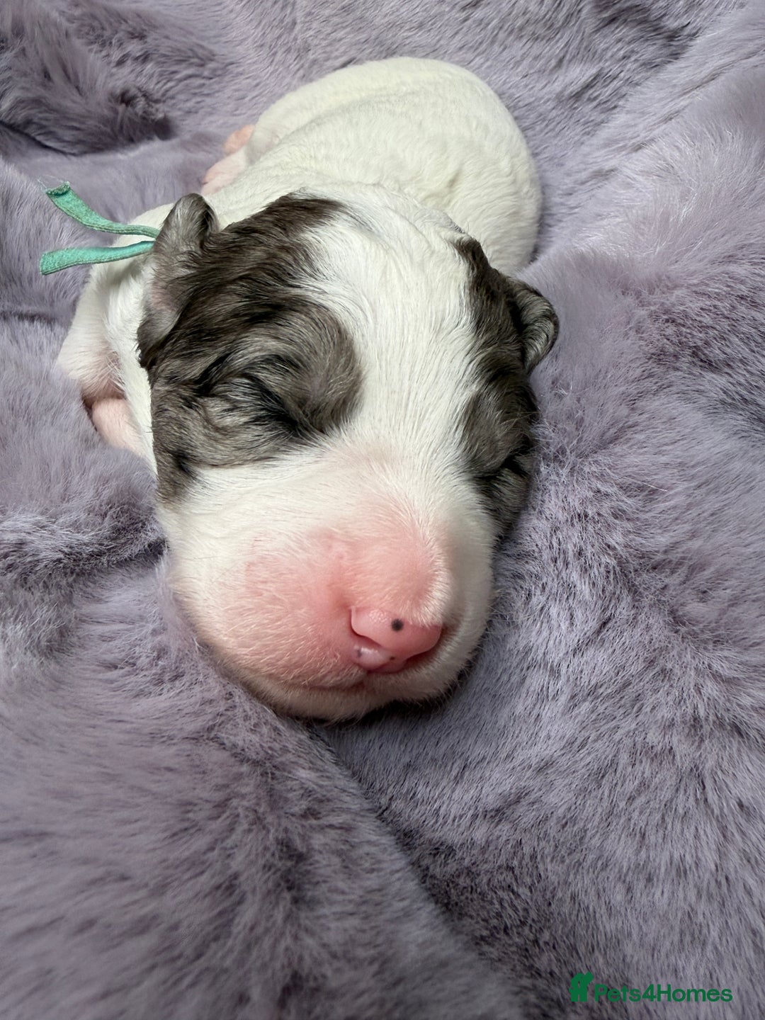 Bernedoodle dogs for sale: Miniature Bernedoodle Puppies - Image 36