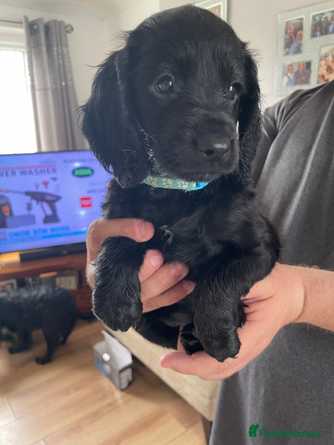 Cockapoo dogs for sale: 5 Cockerpoo F2 Pups, Gorgeous  - Image 1